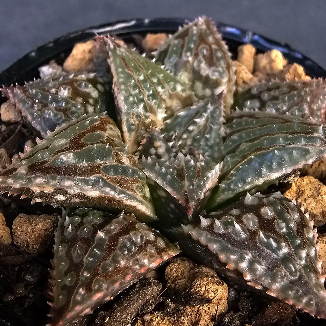 多肉植物 ハオルチア LALK×闇の森兄弟 ハオルチア 闇の森 - メルカリ